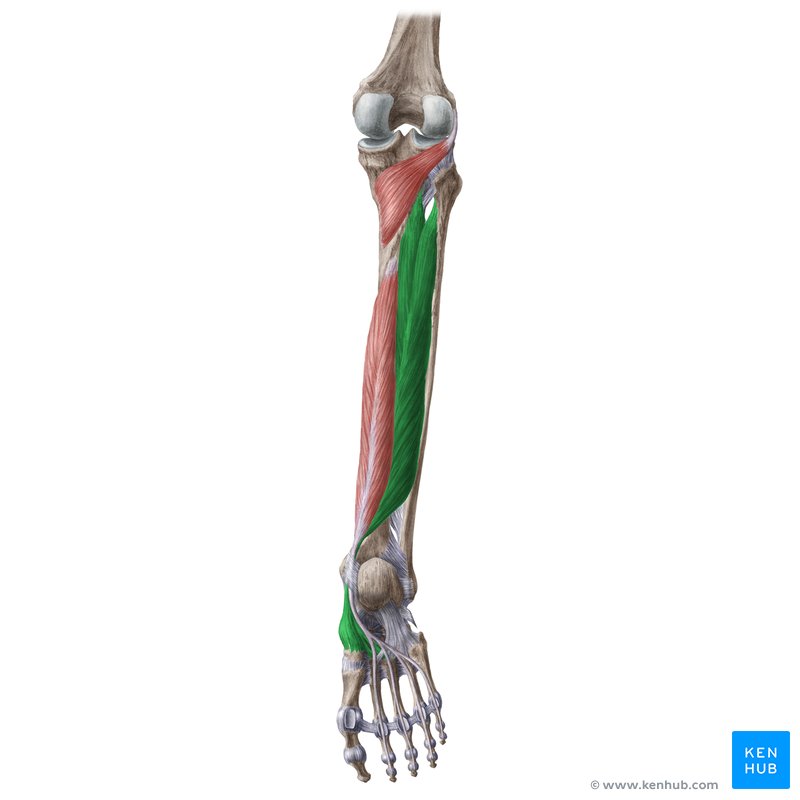 <p>What muscle is this?</p>