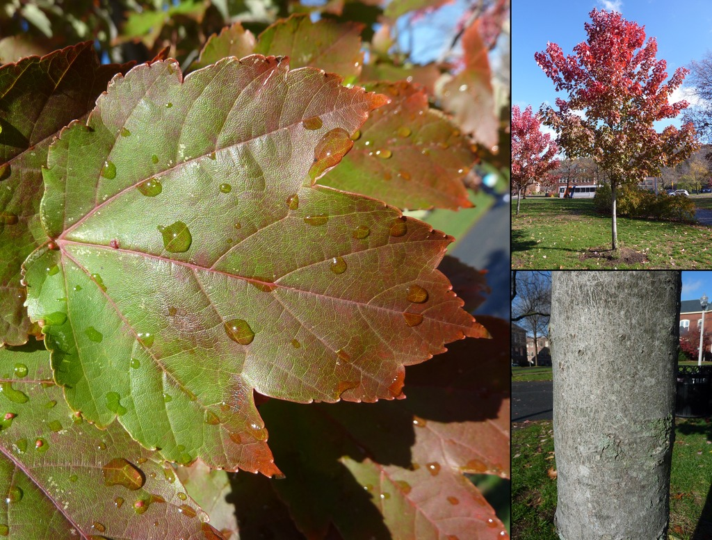 <p>leaves with finely dentate margins & v-shaped notches, bark tight and dark gray when young, lighter but breaking into rough, scaly ridges when mature (esp. in swamps), buds globose, twigs and buds red</p><p></p><p>not as deeply lobed</p>