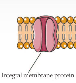 <p>integral proteins (intrinsic)</p>