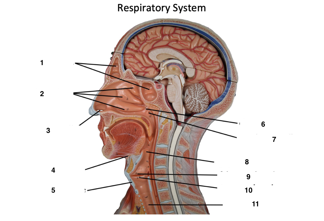 <p>Label these features of the upper respiratory system</p>