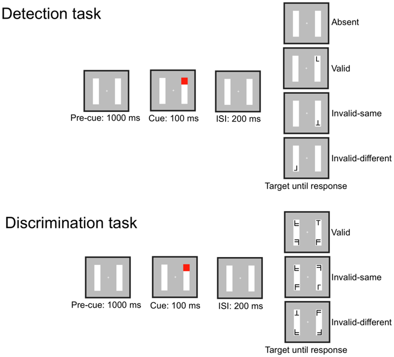<p>What did Egly et al find in a study of object based attention using detection and discrimination task?</p>