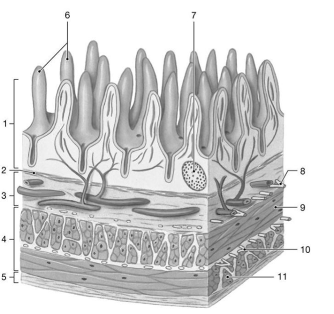 <p>what is the function of the structure labeled โ4โ</p>