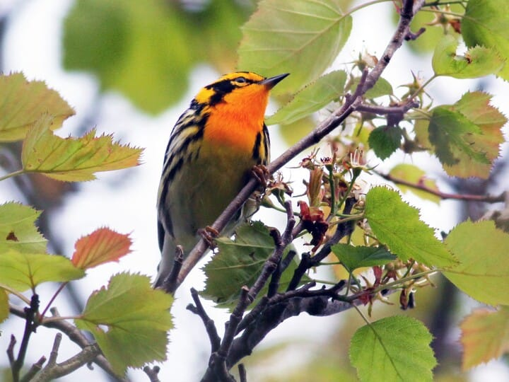 <p>blackburnian warbler </p><p>black/orange face + throat<br>black triangle on face <br>distinct white wing patch</p>
