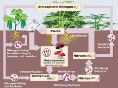 <p>certain bacteria that live in the soil, convert N2 into ammonia (NH3)</p><p>- ex: rhizobacteria live in root nodules of legumes and fix N for them in return for animo acids from the plant</p>