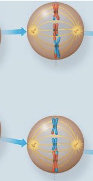 <p>Chromosomes are aligned on metaphase plate as in mitosis. The kinetochores of the sister chromatids are attached to microtubules extending from opposite poles.</p>