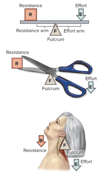 <p>fulcrum between effort and resistance</p>