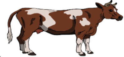 <p>name</p>