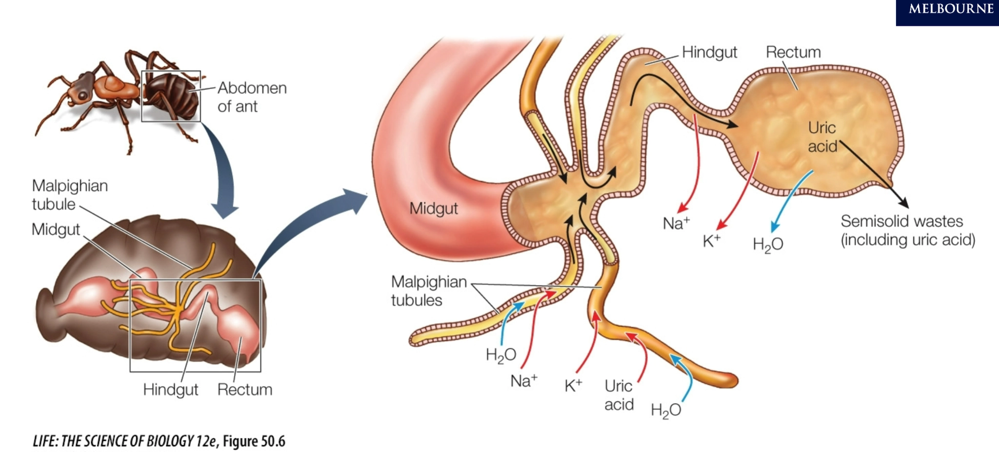 <p>Malpighian tubules in insects </p><p>Insects conserve water using <strong>Malpighian tubules</strong>, which are finger-like projections connected to the gut. </p><ol><li><p><strong>Secretion into tubules</strong></p><ul><li><p><strong>Na⁺, K⁺ and uric acid</strong> are actively transported from the body fluid into the Malpighian tubules.</p></li><li><p>Water follows these solutes by <strong>osmosis</strong>.</p></li></ul></li><li><p><strong>Reabsorption</strong></p><ul><li><p>As the fluid moves through the tubules/gut, <strong>Na⁺ and K⁺ are actively reabsorbed</strong> because the insect wants to keep them.</p></li><li><p>Water follows the reabsorbed ions back into the body.</p></li></ul></li><li><p><strong>Uric acid remains</strong></p><ul><li><p>Most water is removed, leaving concentrated <strong>uric acid</strong>.</p></li><li><p>Uric acid crystallises, allowing it to be eliminated with <strong>very little water</strong>.</p></li></ul></li><li><p><strong>Excretion</strong></p><ul><li><p><strong>paste containing uric acid and faecal material</strong>.</p></li></ul></li></ol><p></p><blockquote><p><strong>Secrete ions + uric acid → water follows → reabsorb useful ions + water → uric acid remains → excrete with very little water.</strong></p><p></p></blockquote><p></p>