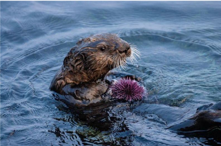 <p>Exert strong control on a community by their ecological niches, not necessarily abundant in a community (yellowstone wolves)</p>