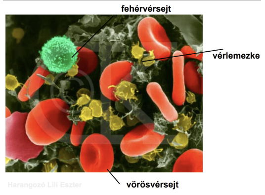 <ul><li><p style="text-align: justify;"><span style="background-color: transparent;"><em>Sanquis</em></span></p></li><li><p style="text-align: justify;"><span style="background-color: transparent;">Szövettana: folyékony kötőszövet</span></p></li><li><p style="text-align: justify;"><span style="background-color: transparent;">Az érpályát tölti ki és abban kering</span></p></li><li><p style="text-align: justify;"><span style="background-color: transparent;">Mennyisége: kb. <strong>5</strong> liter/felnőtt</span></p></li><li><p style="text-align: justify;"><span style="background-color: transparent;">Piros színű, enyhén lúgos vegyhatású (pH <strong>7,3-7,4</strong>)</span></p></li><li><p style="text-align: justify;"><span style="background-color: transparent;">Tápanyaggal látja el a sejteket</span></p></li><li><p style="text-align: justify;"><span><strong>Oxigént szállít</strong> a sejteknek</span></p></li><li><p style="text-align: justify;"><span style="background-color: transparent;">Hatóanyagokat/hormonokat szállít a sejteknek az életfolyamatok szabályozásához</span></p></li><li><p style="text-align: justify;"><span style="background-color: transparent;">Elszállítja a sejtben végbemenő életfolyamatok során keletkezett </span><span><strong>bomlástermékeket</strong></span><span style="background-color: transparent;"> (pl.: széndioxid)</span></p></li><li><p style="text-align: justify;"><span style="background-color: transparent;">Közreműködik a </span><span><strong>védekezésben</strong></span><span style="background-color: transparent;"> → immunanyagok, fehérvérsejtek révén</span></p></li><li><p style="text-align: justify;"><span style="background-color: transparent;">Részt vesz a </span><span><strong>hőszabályozásban</strong></span><span style="background-color: transparent;">, </span><span><strong>vízháztartásban</strong></span></p></li><li><p style="text-align: justify;"><span style="background-color: transparent;">Szabályozza a </span><span><strong>véralvadást</strong></span></p></li></ul><p></p>