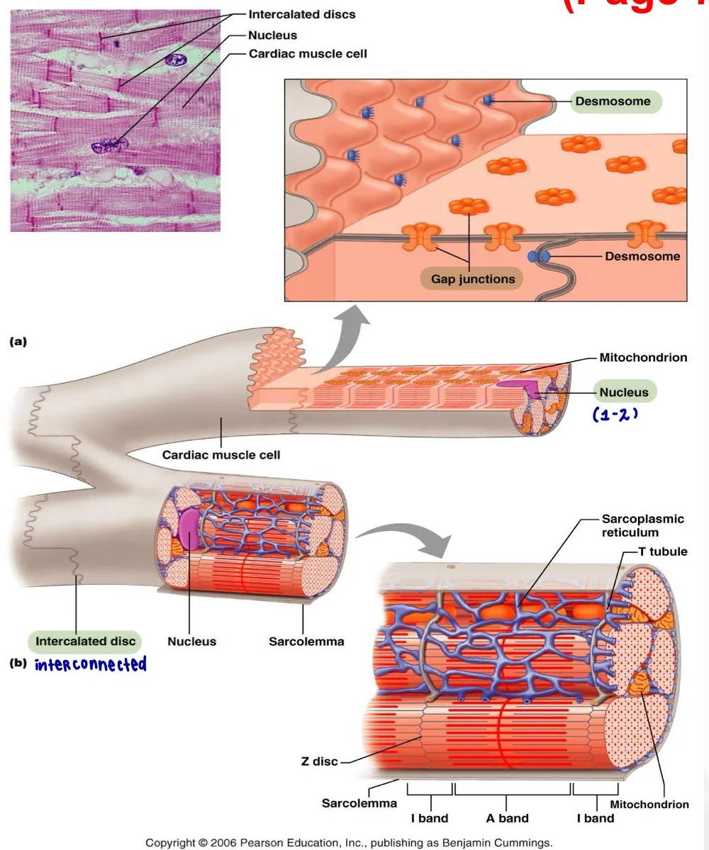 <p>Mitochondria</p>