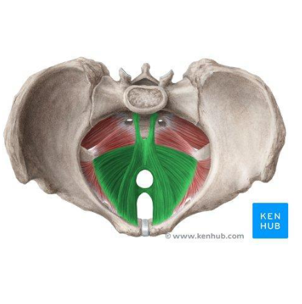 <p>Levator Ani Muscle</p>