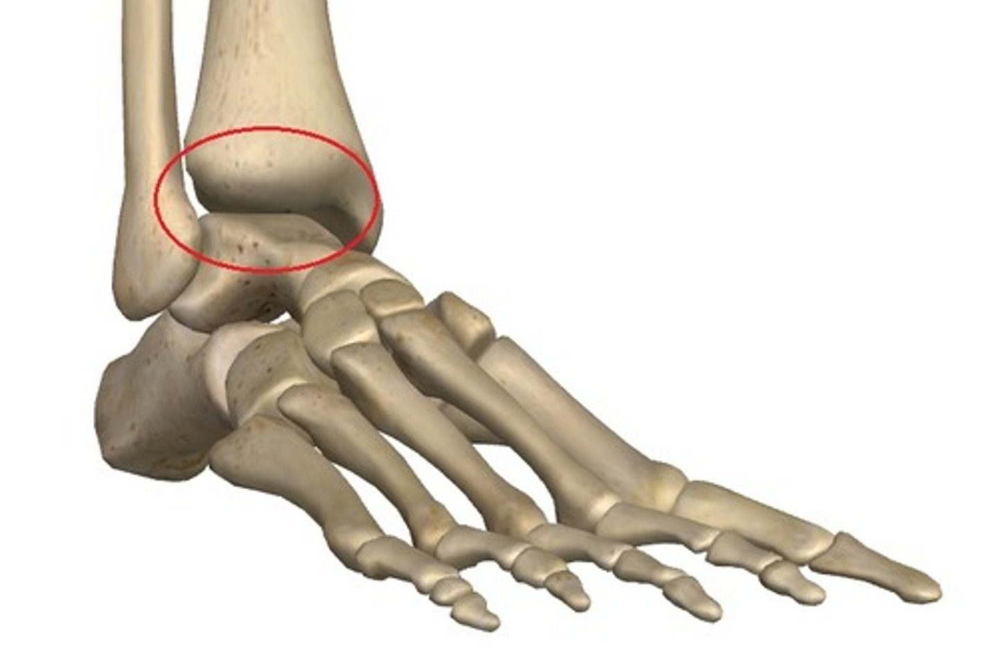 <p>Bones:</p><p>- Tibia and fibula with the talus</p><p>Structural Type:</p><p>- Synovial; hinge</p><p>Functional Type:</p><p>- Diarthrotic; uniaxial; dorsiflexion and plantar flexion of foot</p>