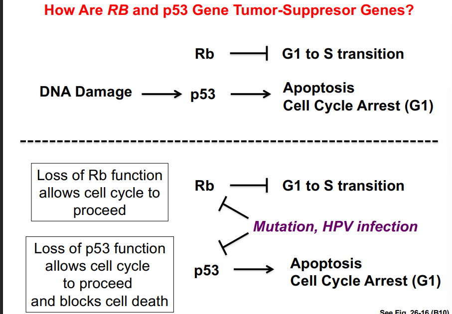 <p><span style="background-color: transparent;"><strong>Viruses as a Non-Mutation Pathway to Tumor Suppressor Inactivation</strong></span></p>