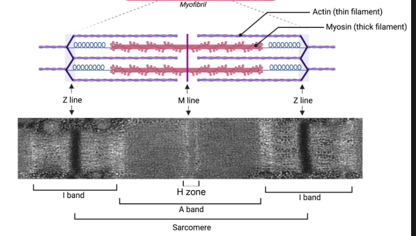 <p>Middle of the sarcomere</p><ul><li><p>Thick <strong>myosin </strong>filaments</p></li></ul><p></p>