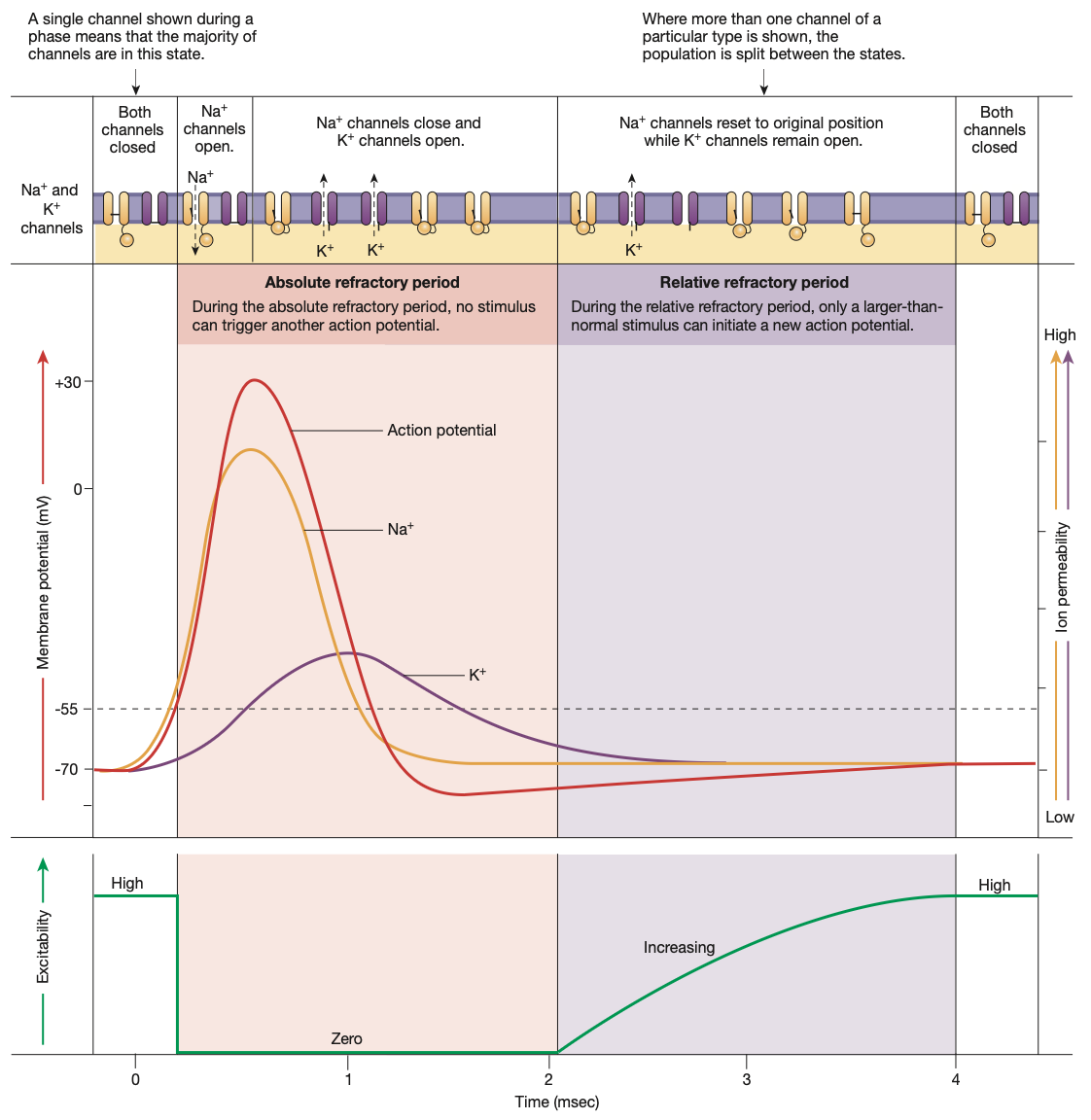 <ol><li><p><strong><mark data-color="green" style="background-color: green; color: inherit;">Absolute refractory period</mark></strong></p></li></ol><p>Time taken from the start of an action potential, until after depolarisation phase of action potential where voltage-gated Na+ channels to transition from <strong>inactivated</strong> (open gate, closed ball), to <strong>closed but activated</strong> (closed gate, open ball, state found at resting membrane potential).</p><ul><li><p>Absolutely no action potential can occur during this 1-2 millisecond phase</p></li></ul><p></p><ol start="2"><li><p><strong><mark data-color="green" style="background-color: green; color: inherit;">Relative refractory period</mark></strong></p></li></ol><p>Some voltage-gated Na+ channels have returned to their closed, but activated positions.</p><p>Voltage gated K+ channels are still open.</p><p>Due to the membrane potential still being hyperpolarised, the threshold potential is further away than usual (however it is still -55mv). </p><ul><li><p>Thus, an oddly strong graded-potential will be required to trigger an action potential.</p></li></ul><p></p>