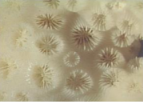 <p>what life form</p>