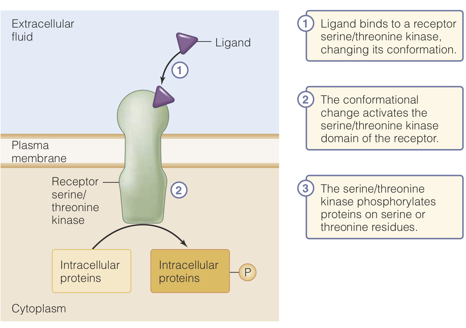 <p>Serine/Threonine Kinase Receptors</p>