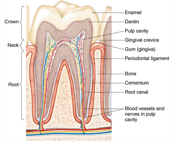 <p>Root, neck, and crown</p>