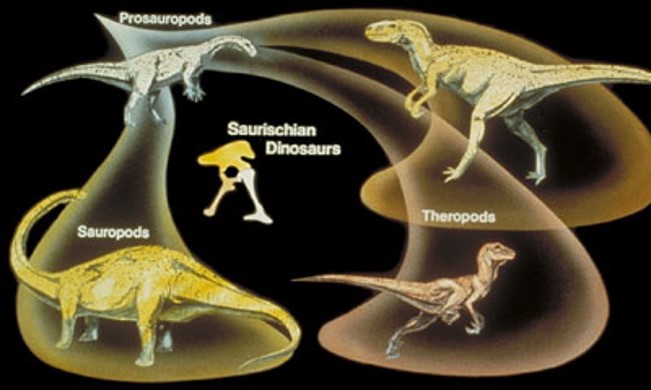 <p>Therapods (<span>saurischian dinosaur)</span></p>