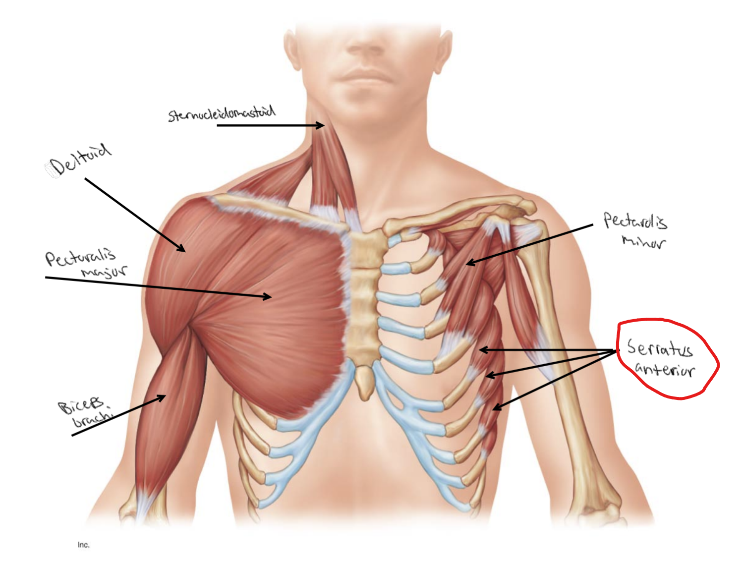 <p>What is the site of insertion for <strong><u>Serratus anterior</u></strong>?</p>
