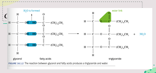 <p>A reaction between one glycerol and three fatty acids to form three ester links and three water ($$H_2O$$) molecules.</p>