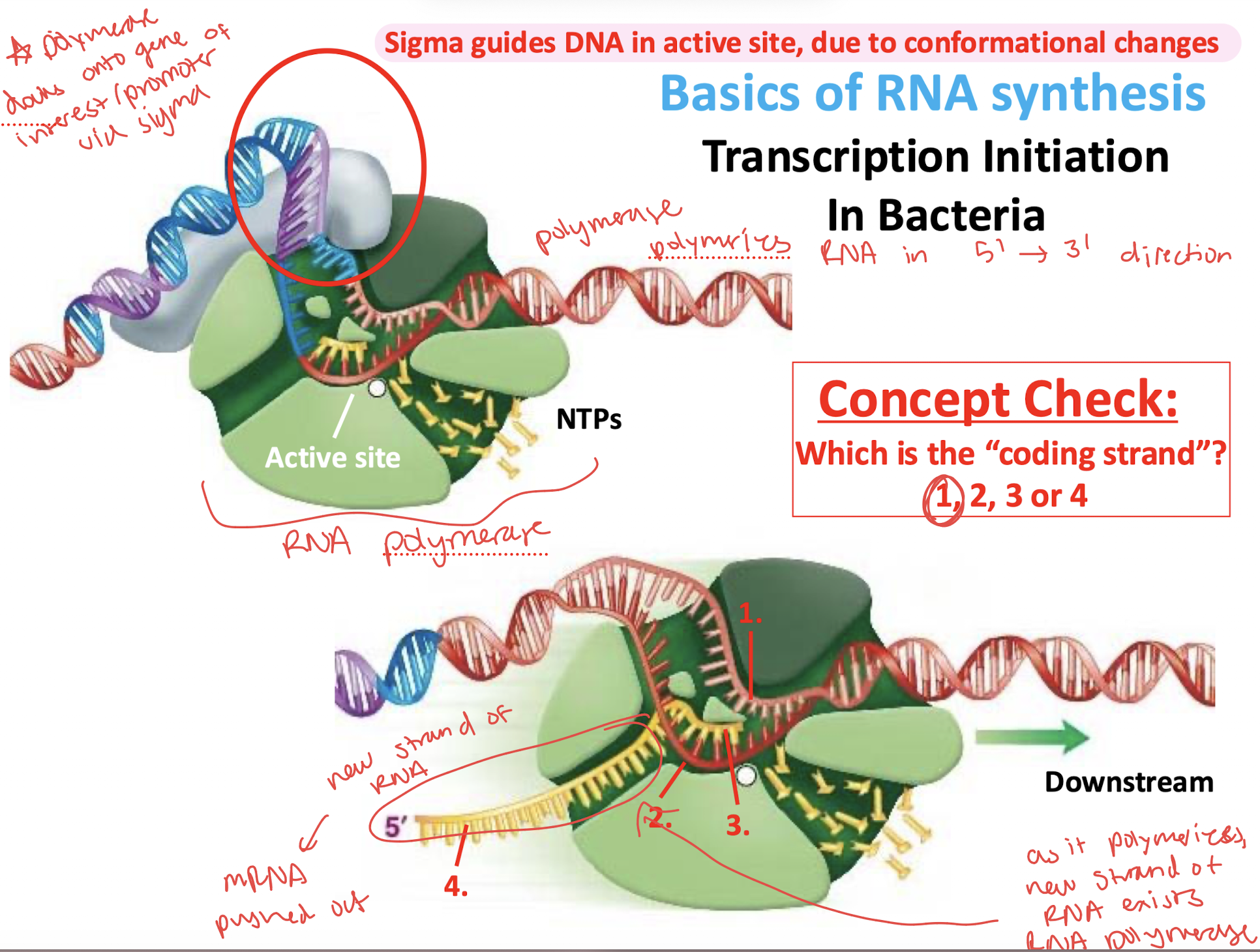 <p>RNA polymerase synthesizes RNA while moving along the DNA template.</p>