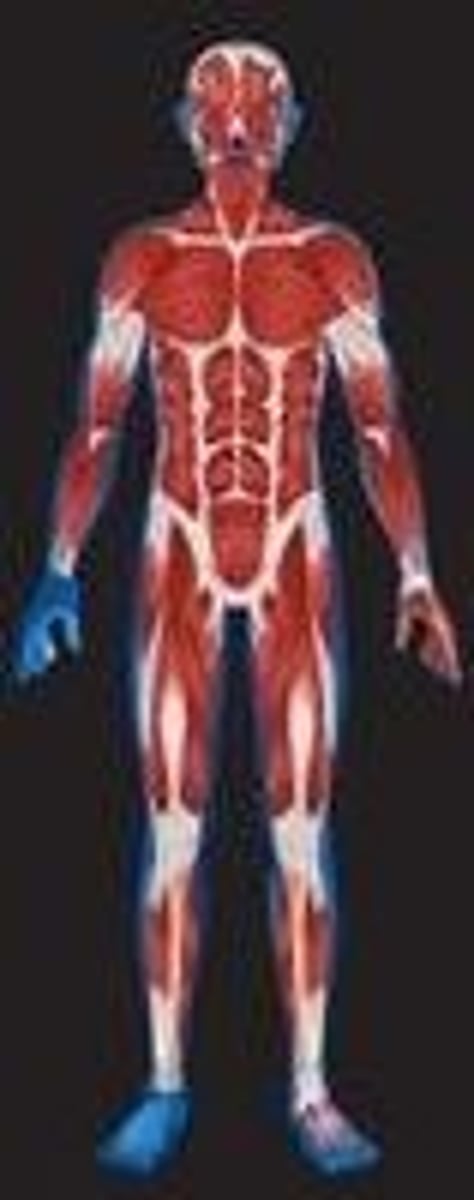 <p>Produces movement and generates heat.</p>