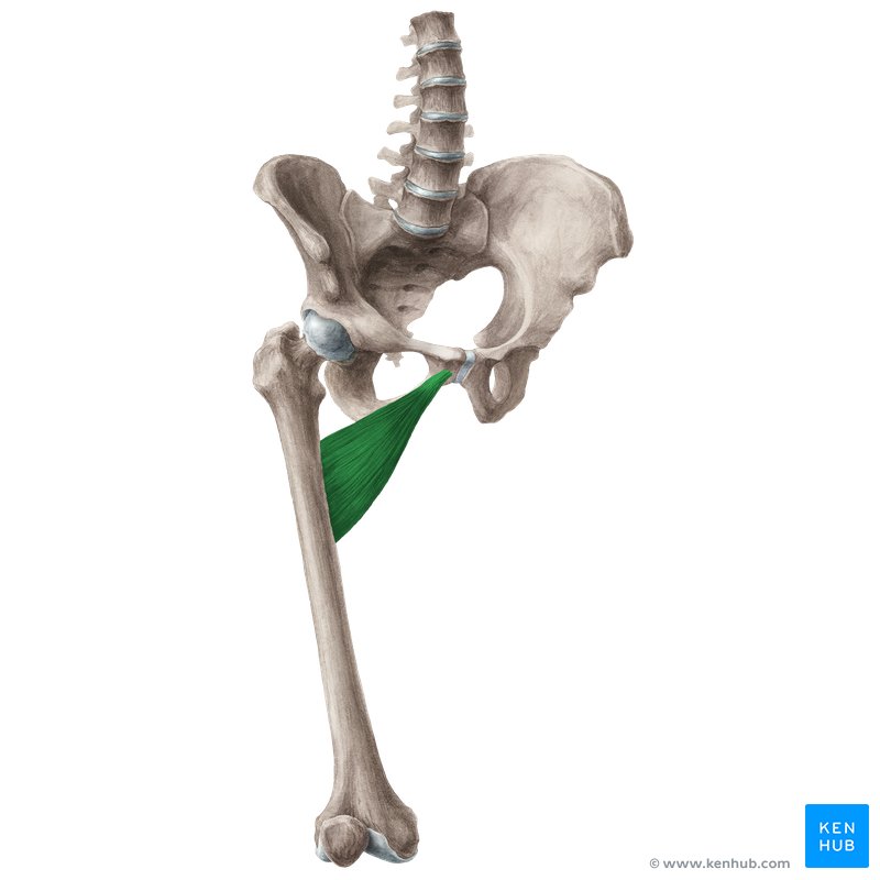 <p>Adductor Brevis Origin</p>