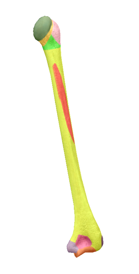 <p>pink bottom</p>