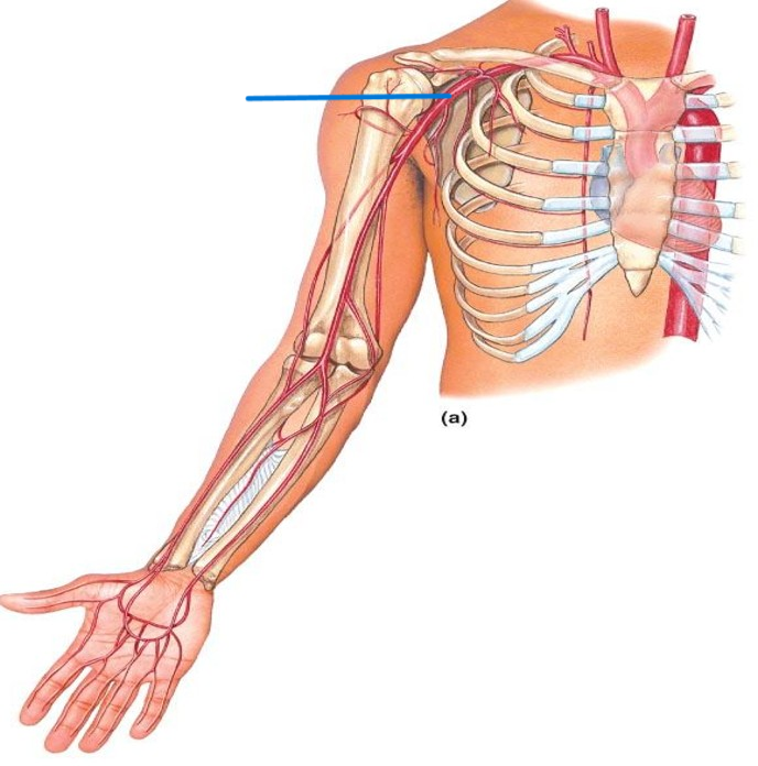 <p>Name the artery</p>