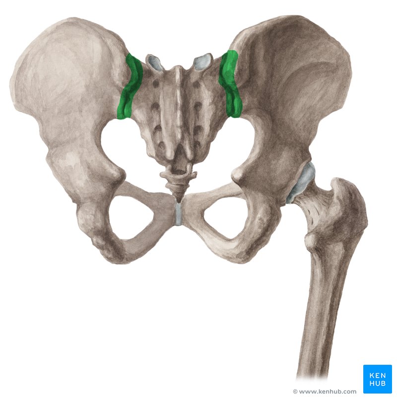 <p>Sacroiliac joint</p>
