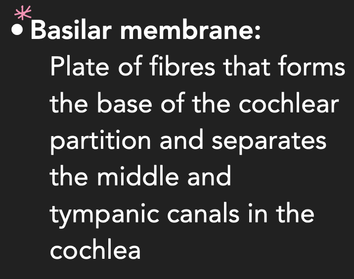 <p>*also holds the organ of corti</p>