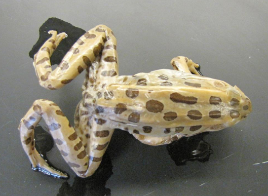 <p>Common name, Family, Scientific Name?</p>