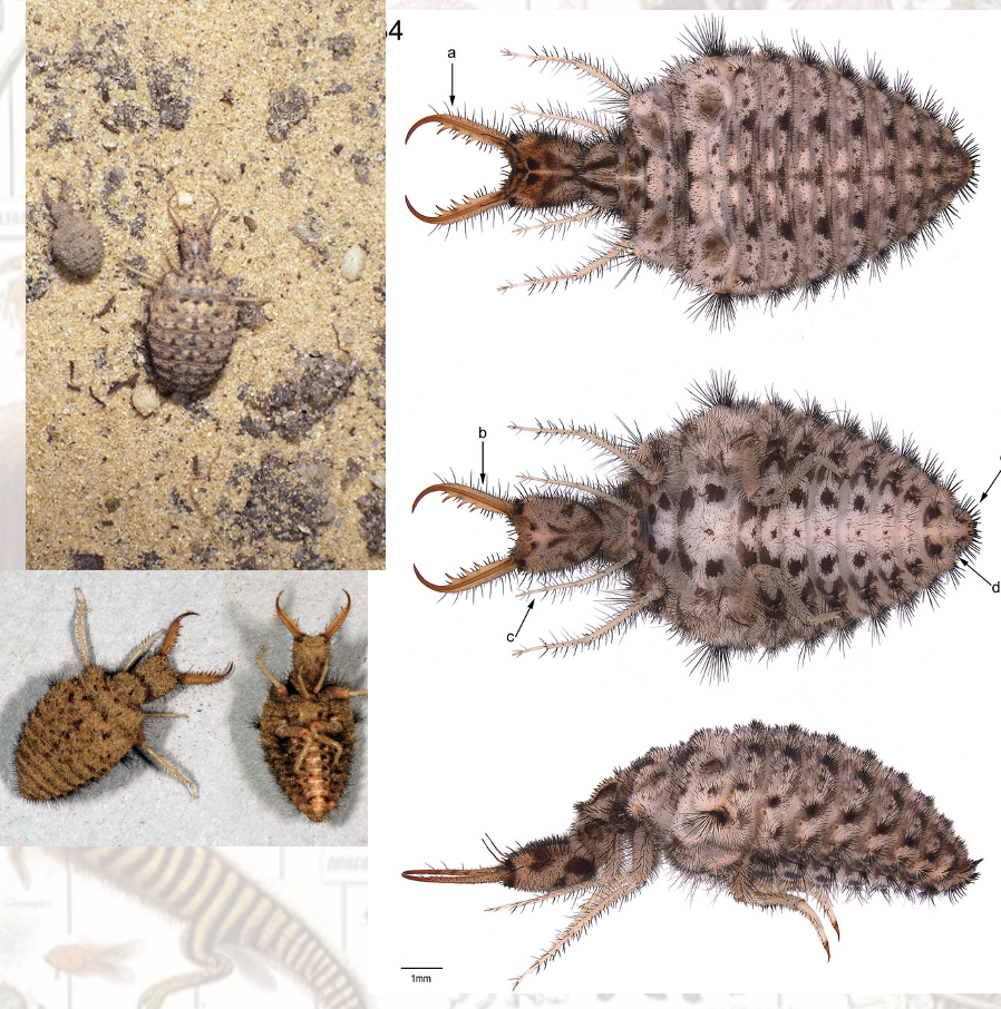 <p>Latin, magyar, védett?</p>