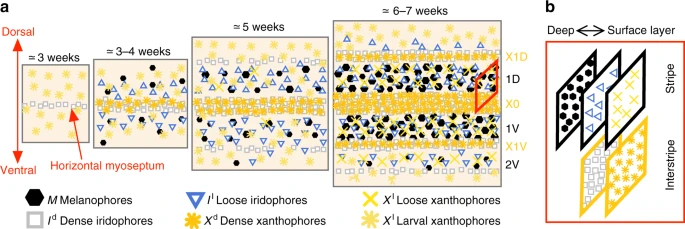 <ul><li><p>dermal k mosaic chromatophores</p></li><li><p>unlike other chromatophores that use pigments to absorb light, iridophores produce structural coloration by reflecting and scattering specific wavelengths of light</p></li><li><p>no pigment → crystals that act as prisms → deflection → various colors → iridescence</p></li></ul><p></p>