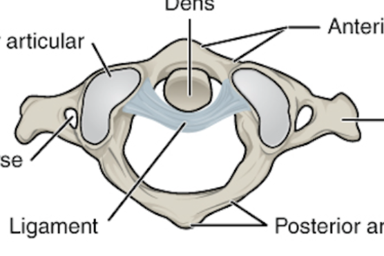 <p>What is this bone? </p>