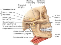 <p>Nerve with 3 branches that senses skin of face and moves muscles of mastication.</p>