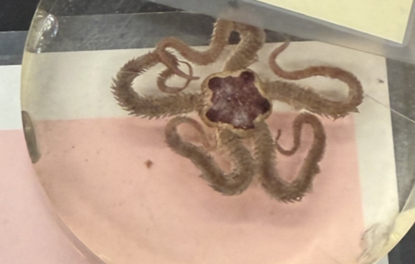 <p>phylum, class, and name</p>
