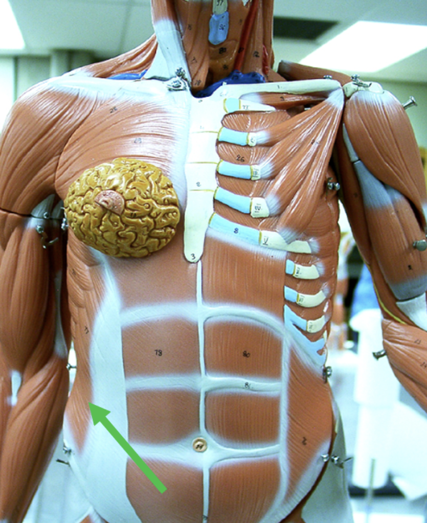 <p><span>Identify the muscle indicated by the pointer.</span></p>