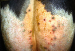 <p>- Superficial pustular dermatitis (especially udder, scrotum and perineum)</p><p>- Wash daily with chloramine (0.5%) or povidone iodine (5%)</p>
