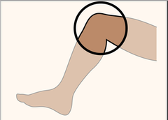<p>name major part, english & latin -</p>