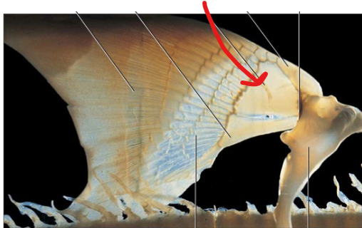 <p>The middle basal pterygiophore supporting the proximal end of the pectoral fin</p>
