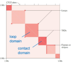 <p>Topologically associated domains (TADs): large genomic regions (~1Mb) display high levels of chromatin interactions, similar across different cells, partially conserved across species, may provide framework for chromatin interactions (promoters + enhancers)</p>