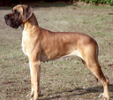 <p>welk type hond is dit</p>
