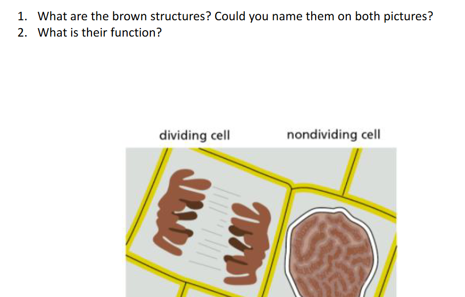 <p>1. What are the brown structures? Name them in both pictures:<br>2. What is their function?</p>