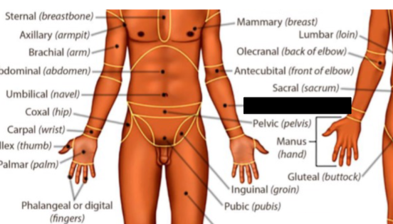 <p>what anatomical region is this?</p>