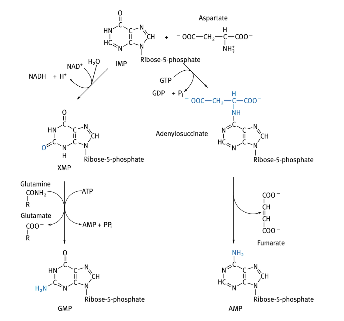 <p>1) IMP oxydé + H<sub>2</sub>O → XMP</p><p>2) XMP + NH<sub>2 </sub>(provenance : glutamine) et hydrolyse ATP en AMP + PPi → GMP </p>