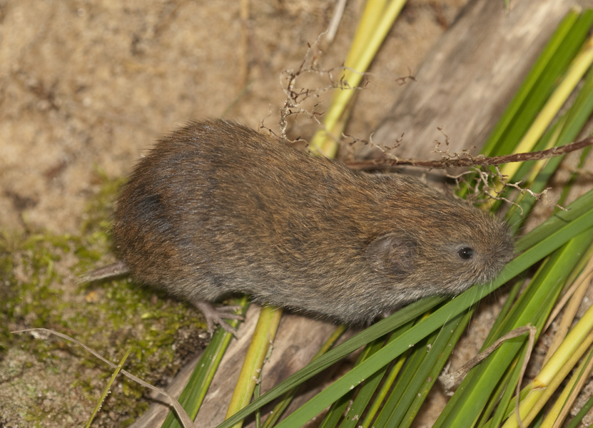 <p>what species is this</p>