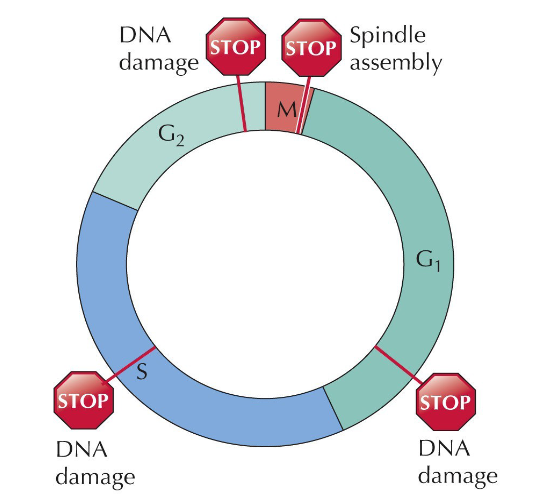 <p>Late in G1 is a restriction point - if not enough growth factors are present, the cell will restart at G0. </p><p>Checkpoints in late G1, mid S, and late G2 phases all indicate DNA damage and immediately stop the process of cell division. In Mitosis, division is halted it an error in spindle assembly occurs</p>